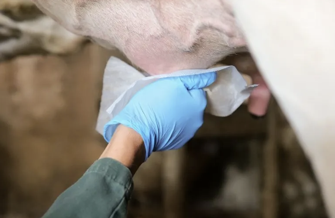Mastitis & Hygiene Management
